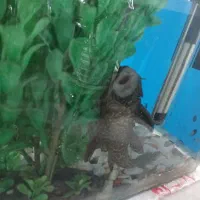 آکواریوم با ماهی و وسایل|ماهی|رباط‌کریم, رباط‌کریم|دیوار