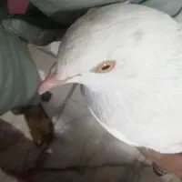 سرخ دم سفید لوطین