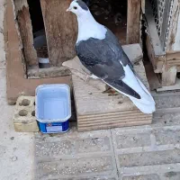 کفتر یا کبوتر دمگیر|پرنده|شاهین‌شهر, مخابرات (شهید بهشتی)|دیوار