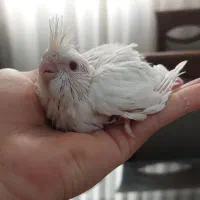 انواع عروس هلندی و برزیلی از سرلاکی تا بالغ و مولد