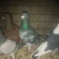 کفتر یا کبوتر|پرنده|یزد, |دیوار