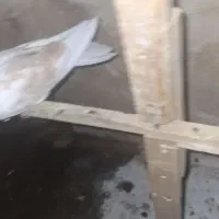 طوقی|پرنده|چهاردانگه (تهران), |دیوار