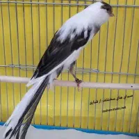 قناری سهره معاوضه