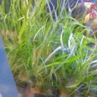 چهل نوع گیاه اکواریوم رسید|ماهی|اردبیل, |دیوار