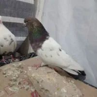 کبوتر|پرنده|رزن, |دیوار