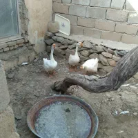 قو قاز|حیوانات مزرعه|قروه, |دیوار