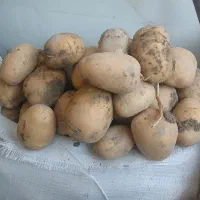 سیب زمینی تازه|عمدهفروشی|بروجن, |دیوار