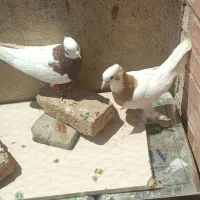 کبوتر طوقی و سینه