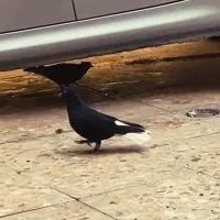 کبوتر اشعل ...سوسنگرد