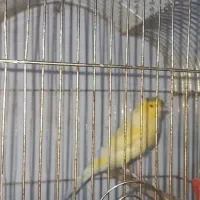 قناری نر و ماده