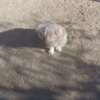 دوعددتوله به فروش میرسه به دلیل نداشتن مکان|سگ|سبزوار, رباط|دیوار