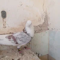 کبوتر