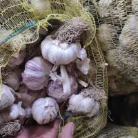 سیر بذری