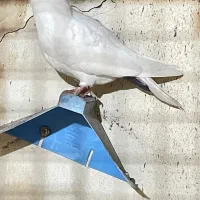 کبوتر سفید|پرنده|شادگان, |دیوار