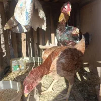 خروس و مرغ لاری