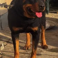 سگ روتوایلر