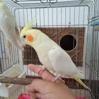 عروس هلندی مولد به شرط|پرنده|رودهن, |دیوار