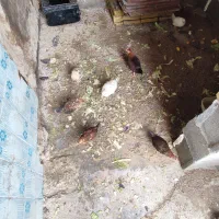 جوجه بوقلمون و جوجه مرغ محلی|حیوانات مزرعه|شوش, |دیوار