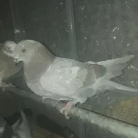 کبوتر فروشی دونه ای ۱۵۰|پرنده|قم, شهرک امام حسین|دیوار