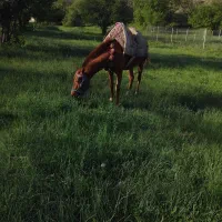 اسب نریون ۶ ساله