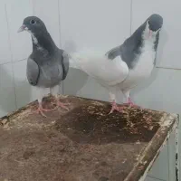 کفتر شهری جوجه