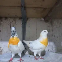 کبوتر پرشی|پرنده|رودسر, |دیوار