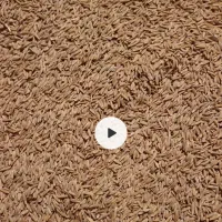 فروش جو بذری