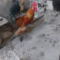 خروس محلی پاپری چهل تاج و دوعدد مرغ محلی