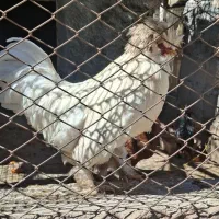 خروس زینتی کاکلی