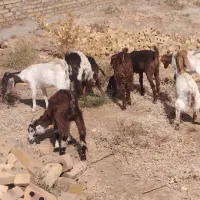 ۷بزغاله ماده