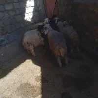 10راس بره 8راس نر و2راس ماده دوری