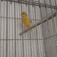 قناری ماده جوان