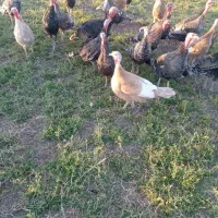 بوقلمون|حیوانات مزرعه|کرمانشاه, |دیوار