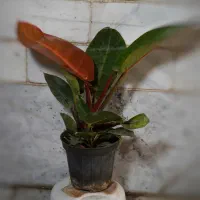 گل و گیاه