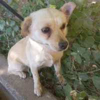 سگ ماده ونر