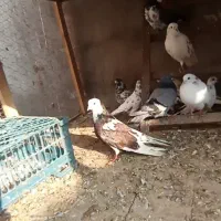 کبوتر اس.شهرستان .پرشی ساعت بالا .تضمینی|پرنده|آمل, |دیوار