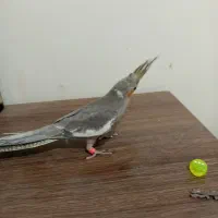 جوجه عروس هلندی ایزابلا ، مرواریدی ، سینامون|پرنده|اندیشه, شهرک مریم|دیوار