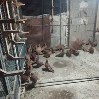 کبوتر سرخ و زرد خارجی|پرنده|برازجان, |دیوار