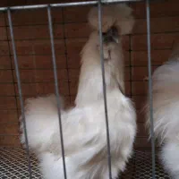 تخم نطفه دار مرغ خروس ابریشمی سفید