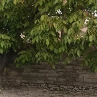 زمین  روستای مختار