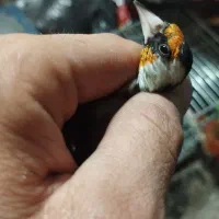 سهره نر دستی|پرنده|تبریز, |دیوار