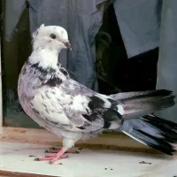 کبوتر اصفهانی