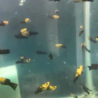 مولی پاندا مولد|ماهی|مشهد, ادیب نیشابوری (شهرک غرب)|دیوار