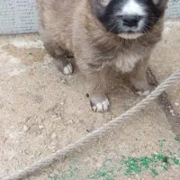 یک توله سگ رایگان واگذار میشود