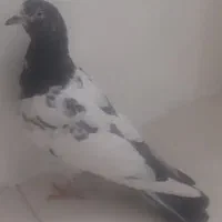 کبوتر پاکستانی تیدی|پرنده|مهریز, |دیوار