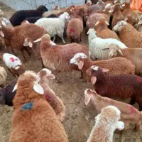 دام زنده|حیوانات مزرعه|تهران, بهارستان|دیوار