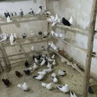 بارجدید|پرنده|دورود, |دیوار