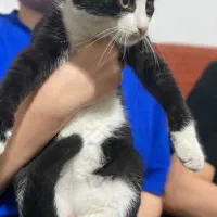 واگذاری بچهگربه|گربه|رشت, علی آباد|دیوار