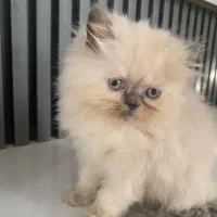 گربه پرشین فلت|گربه|تهران, جوادیه|دیوار