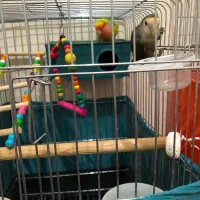 طوطی برزیلی جفت